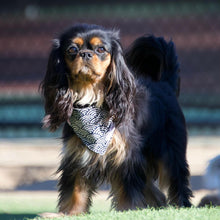 Load image into Gallery viewer, The Pacific Dog Bandana