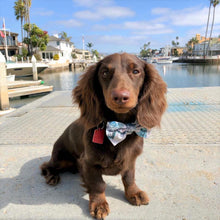 Load image into Gallery viewer, The Everest Dog Bowtie