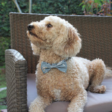 Load image into Gallery viewer, The Darcy Dog Accessories Set