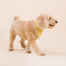 Load image into Gallery viewer, 'Kiwi' Dog Bandana with Trim