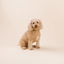 Load image into Gallery viewer, The Sweet Treats Dog Accessories Set