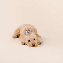 Load image into Gallery viewer, The Porcelain Dog Accessories Set