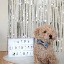 Load image into Gallery viewer, The Darcy Dog Bowtie