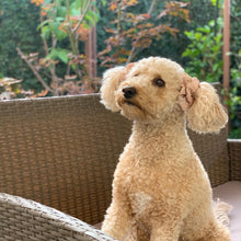 Load image into Gallery viewer, The Beatrix Scrunchie