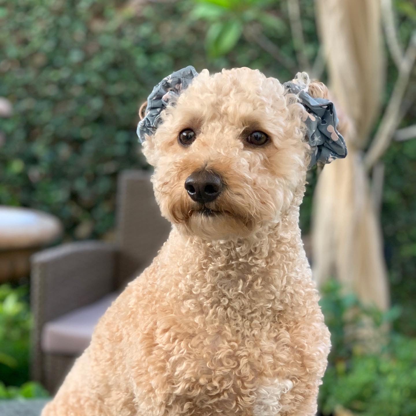 The Darcy Scrunchies | Handmade 100% Cotton Scrunchies | Maple & Paws