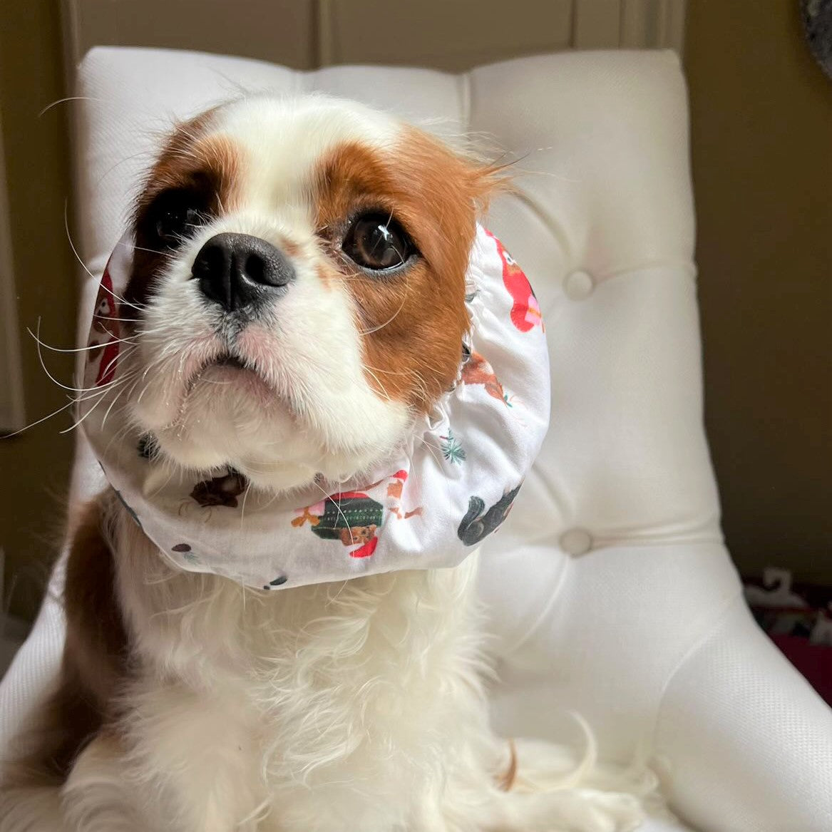 Plaid Paw Print Dog Snood, Christmas Dog Snood, Cavalier King Charles  Spaniel Snood, Holiday Dog Snood, Cocker Spaniel Snood, Caniche Snood -   France