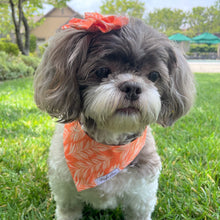 Load image into Gallery viewer, 'Orange You Sweet' Dog Bandana