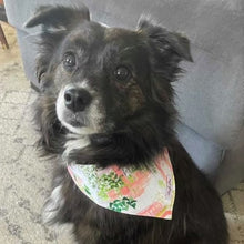 Load image into Gallery viewer, The Eloise Dog Bandana