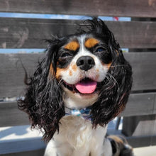 Load image into Gallery viewer, The Everest Dog Bowtie