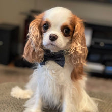 Load image into Gallery viewer, The Orion Dog Bowtie