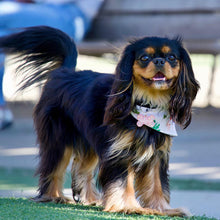 Load image into Gallery viewer, The &#39;Mischief Managed&#39; Dog Bandana
