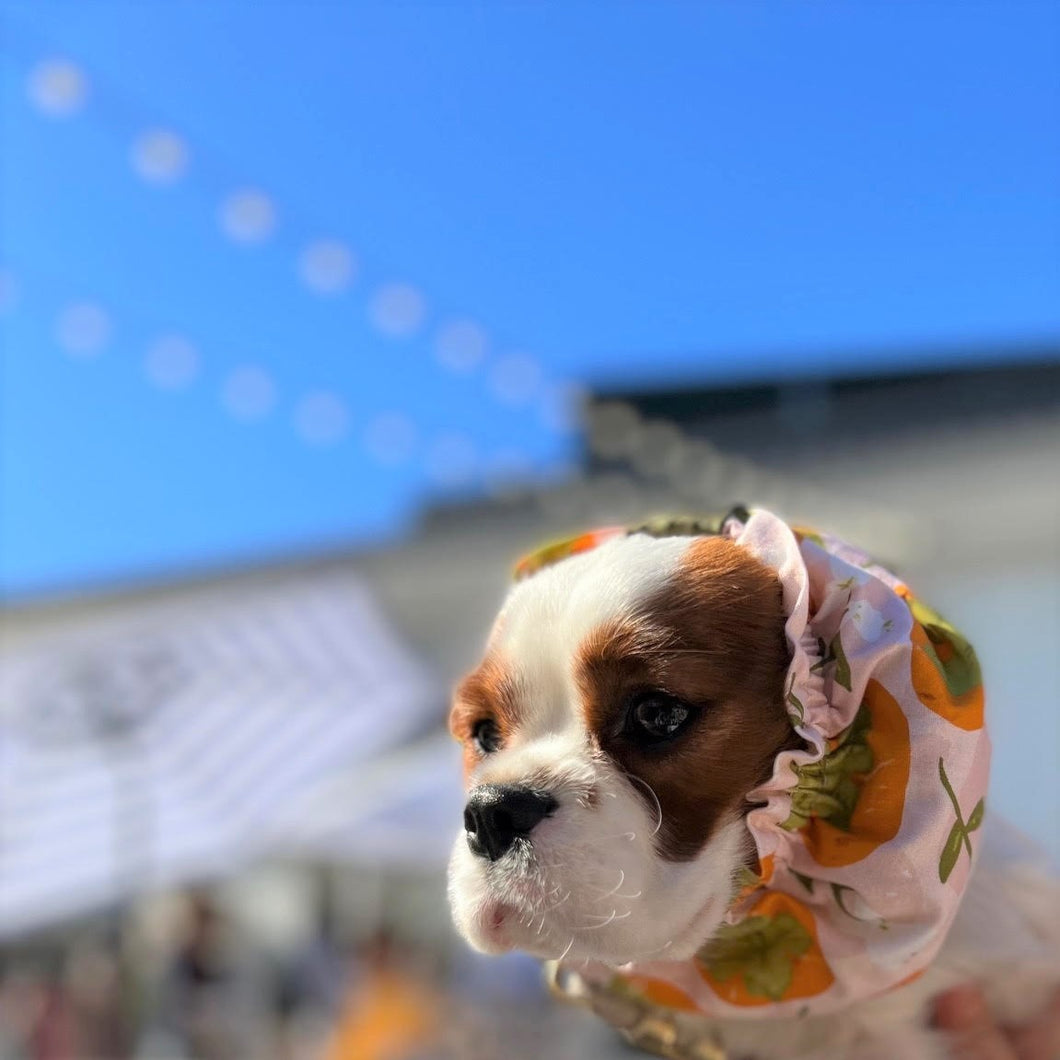 The Persimmon Season Dog Snood