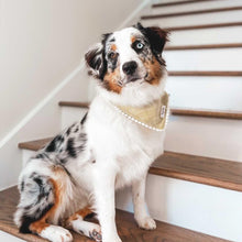 Load image into Gallery viewer, &#39;Kiwi&#39; Dog Bandana with Trim
