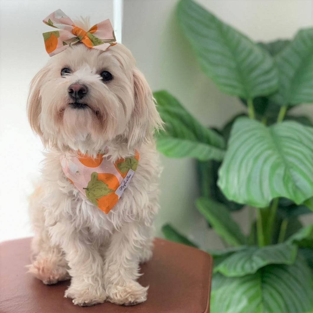 The Persimmon Season Dog Hair Bow