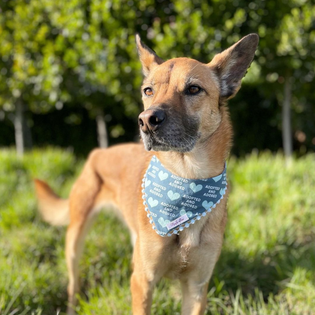 The 'Adopted & Adored' Dog Bandana with Trim