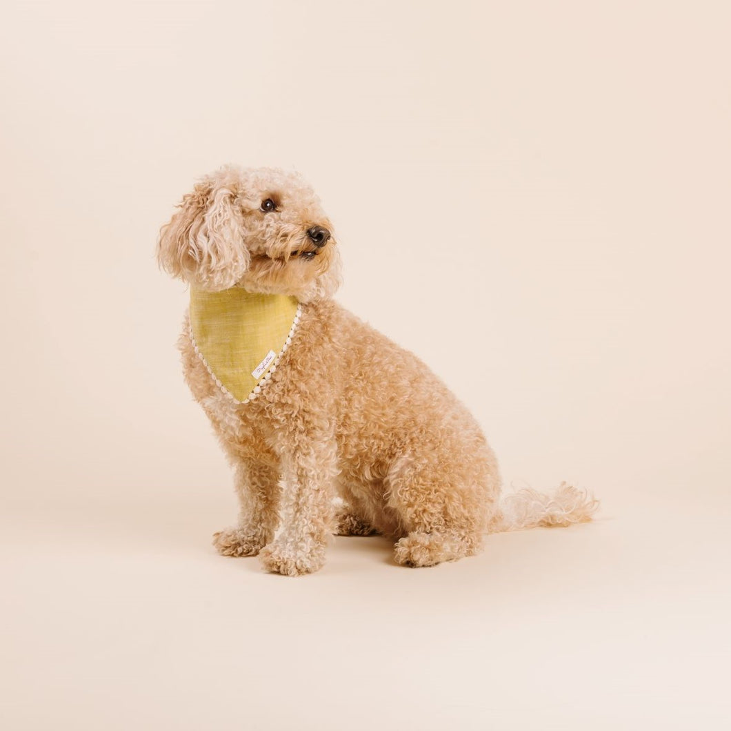 'Kiwi' Dog Bandana with Trim