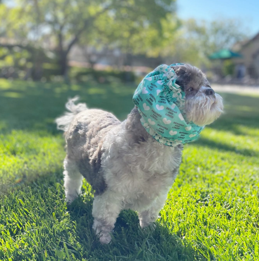 'Rescued & Loved' Dog Snood