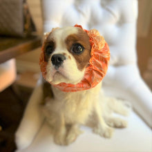 Load image into Gallery viewer, &#39;Orange You Sweet&#39; Dog Snood
