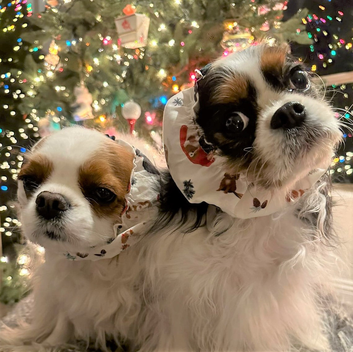 Plaid Paw Print Dog Snood, Christmas Dog Snood, Cavalier King Charles  Spaniel Snood, Holiday Dog Snood, Cocker Spaniel Snood, Caniche Snood -   France