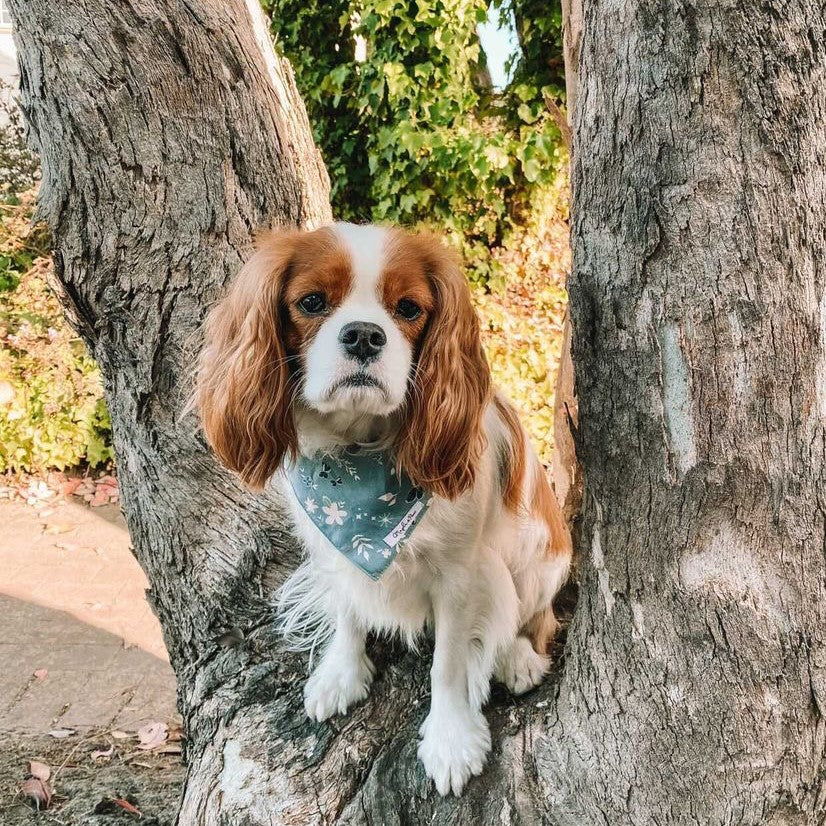 The Darcy Dog Bandana