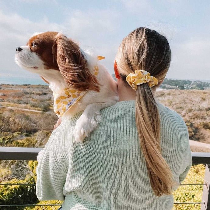 Dog scrunchies best sale